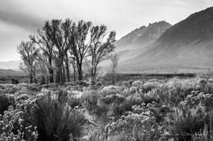 Cottonwoods and sage-2443 Cottonwoods and sage-2443